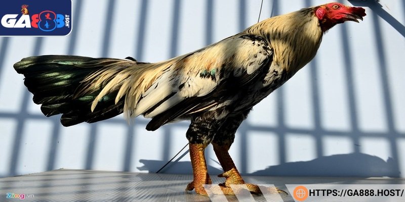 Chiến kê khỏe là con ít bệnh, có sức tốt