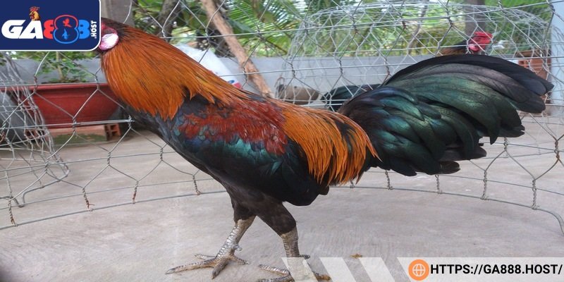 Sau mỗi bài tập nặng nên nghỉ ngơi 1–2 ngày