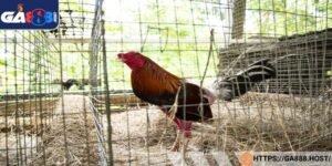 Cách nuôi gà đá mau sung áp dụng phương pháp bài bản