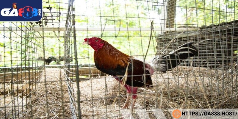 Cách nuôi gà đá mau sung áp dụng phương pháp bài bản