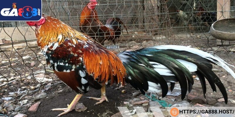 Quần sương sáng sớm khi không khí mát lạnh