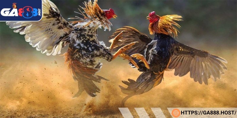 Những bí quyết chơi đá gà trực tuyến luôn chiến thắng 