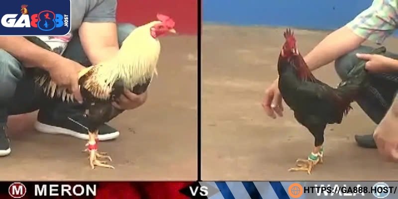 Những cửa cược chính trong trò đá gà trực tuyến