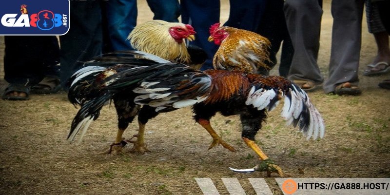 Đá gà cựa dao tại đá gà trực tuyến diễn ra gay cấn, hấp dẫn