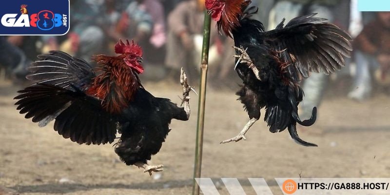 Các trận đá gà cựa sắt mang đến trải nghiệm thú vị