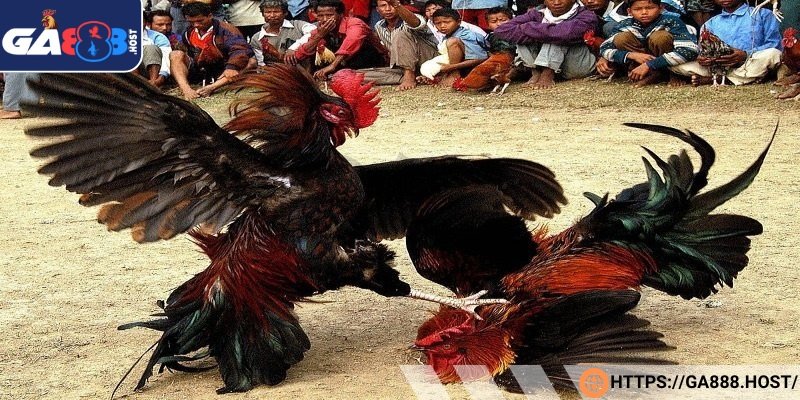 Đá gà trực tuyến theo hình thức thi đấu truyền thống