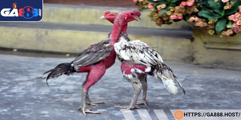 Đá dĩa áp sát vào đối phương