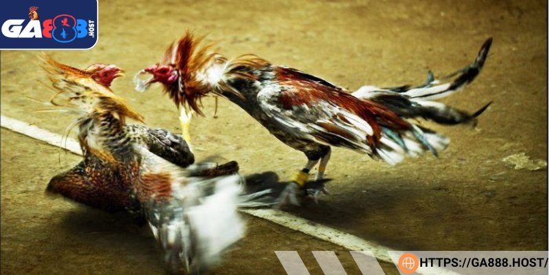 Đá hầu là tuyệt chiêu dành cho những chiến kê máu chiến