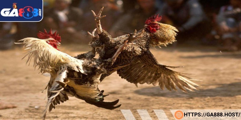 Gà đá đòn độc đá mé khiến đối thủ trọng thương