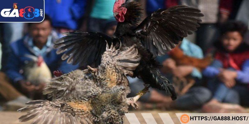 Gà đá đòn độc đá sỏ mạnh mẽ