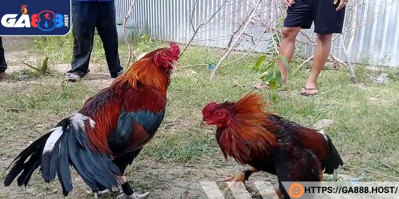 Bộ lông ngắn, mịn, áp sát vào thân