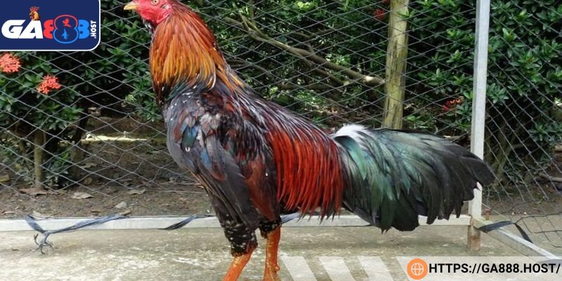 Chân dài, cao mang lại lợi thế tầm đánh