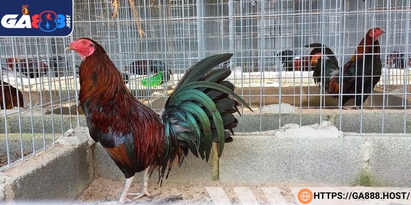 Kỹ thuật né đòn này giúp bảo toàn thể lực