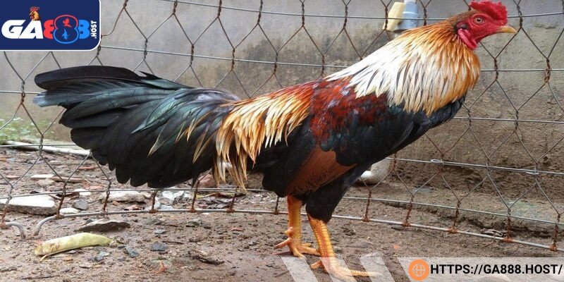 Gà nòi Thái Lan có nguồn gốc rõ ràng