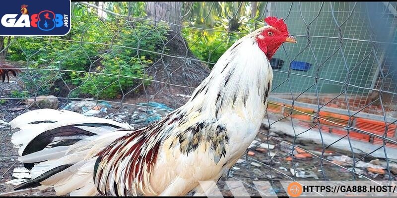 Chọi Thái nổi bật với tính cách gan lì