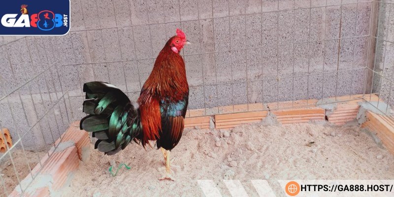 Dòng Asil Kelso vóc dáng to lớn, rắn chắc và bền bỉ