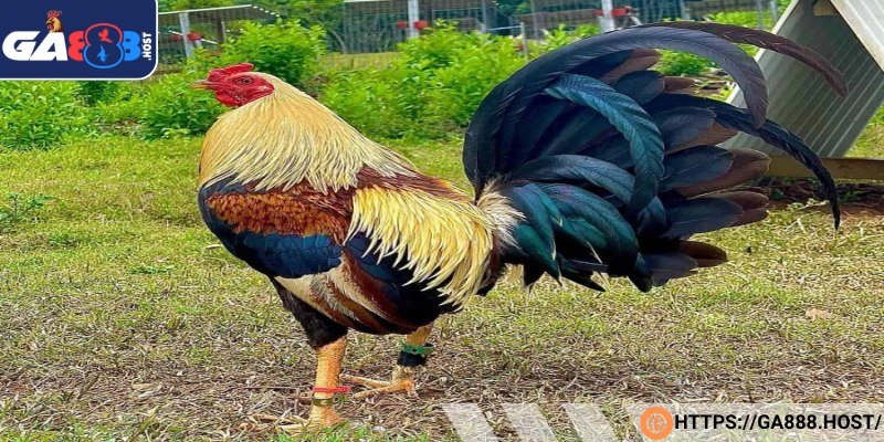 Gà tre Mỹ Kelso Firebird có tốc độ nhanh, mạnh mẽ để hạ gục đối thủ 