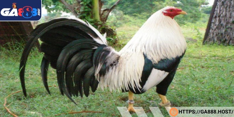 Giống gà tre Mỹ Kelso linh hoạt, mạnh mẽ