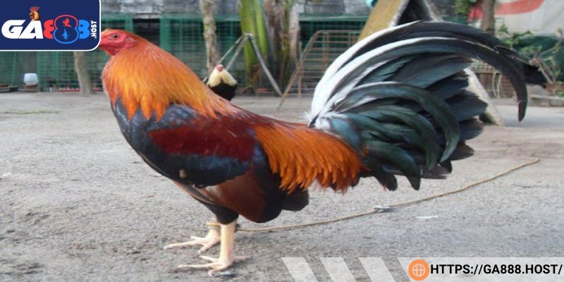 Dòng gà tre Mỹ Kelso có màu lông đa dạng