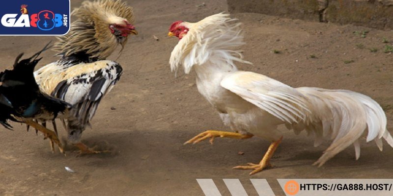 Cần lưu ý dùng đúng liều thuốc tăng lực cho gà đá