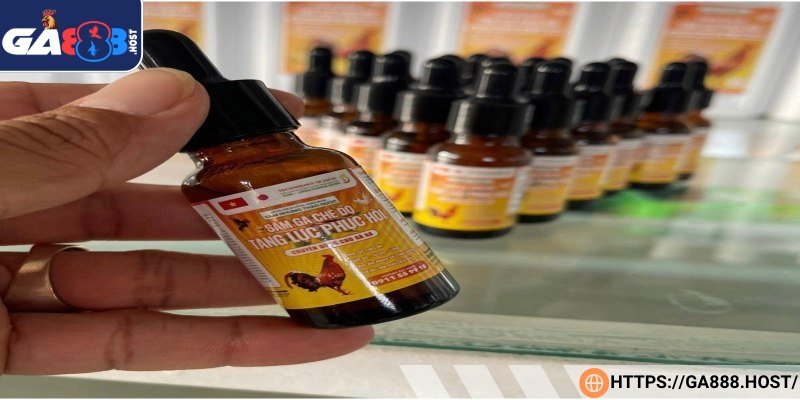 Sâm gà giúp cho chiến kê nhanh chóng tăng lực