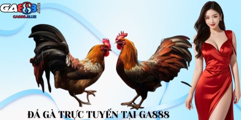 Đá gà trực tuyến tại GA888