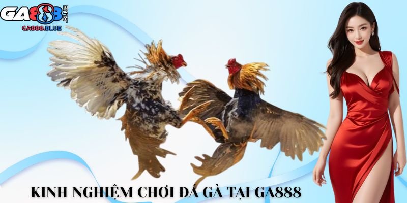 Kinh nghiệm chơi đá gà tại GA888